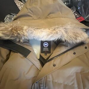 Canada goose